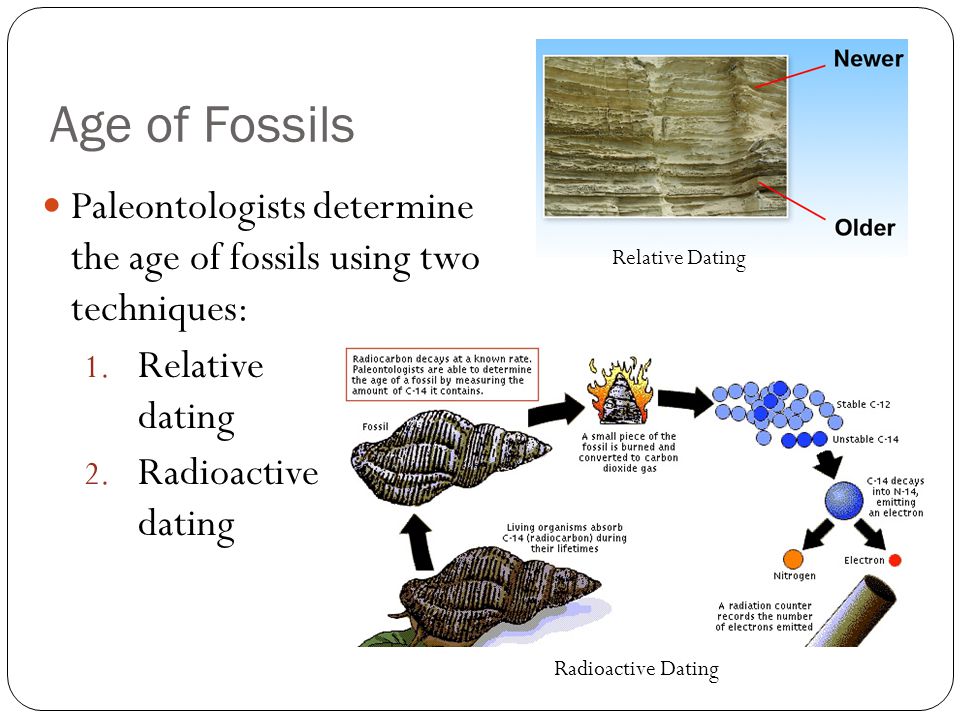 how do paleontologists use relative dating how do paleontologists use relative dating
